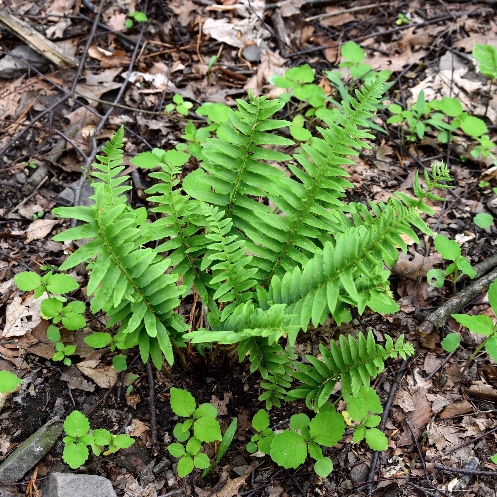 Bakker Fougère de Noël plante vivace pot 9cm persistante