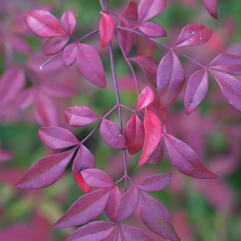 Bakker Nandina Flirt bambou sacré nain arbuste pot 2L