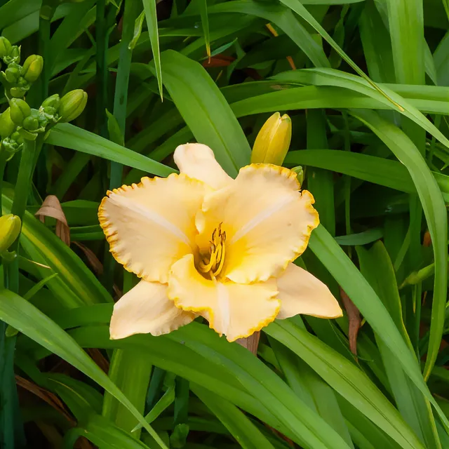 Bakker Hémérocalle Serena Sunburst vivace jaune pot 9cm