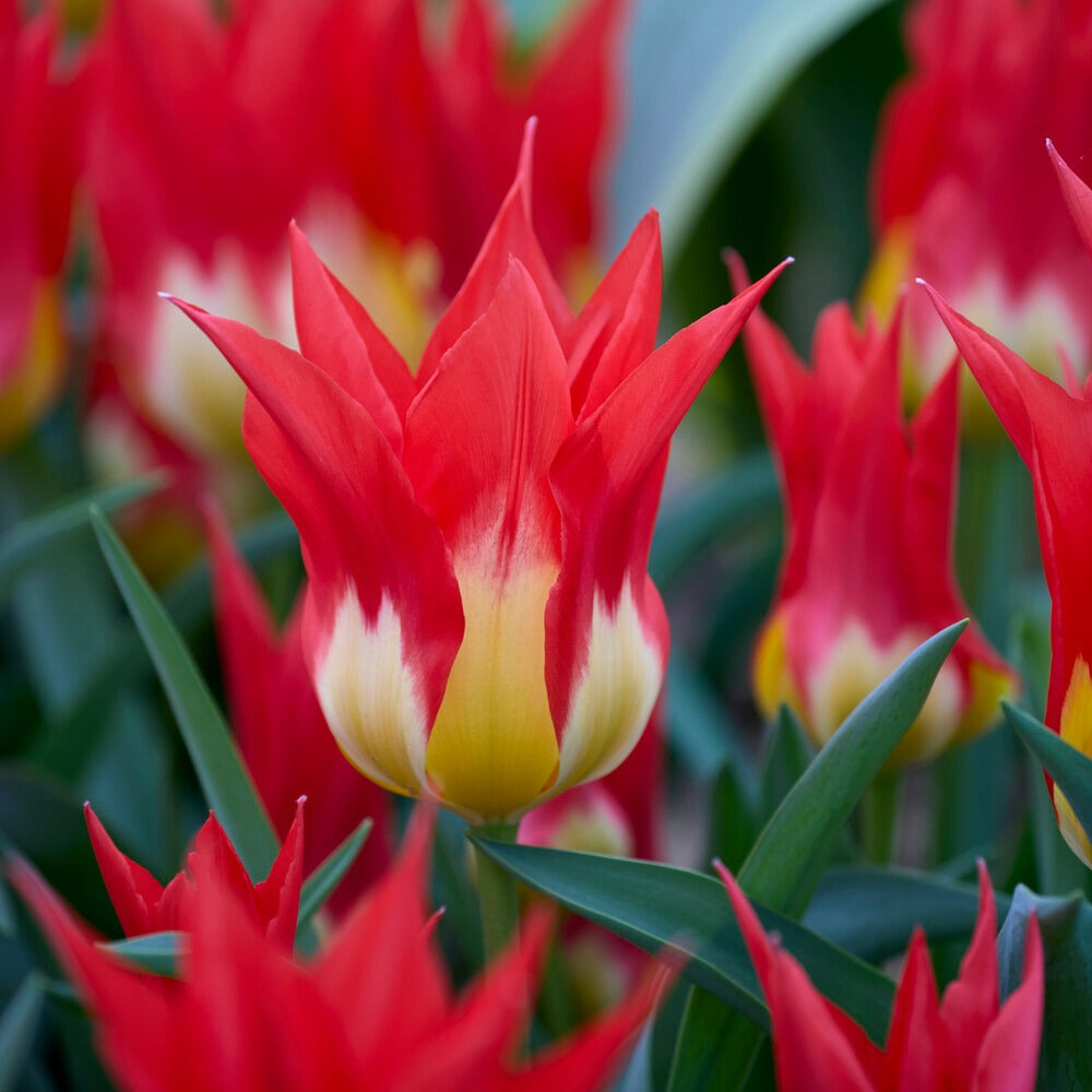 Bakker Tulipe Flames Mystery 5 bulbes rouge fosteriana mars