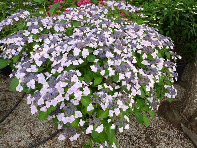 Les Hortensias du Haut Bois Juno hortensia macrophylla fleurs plates