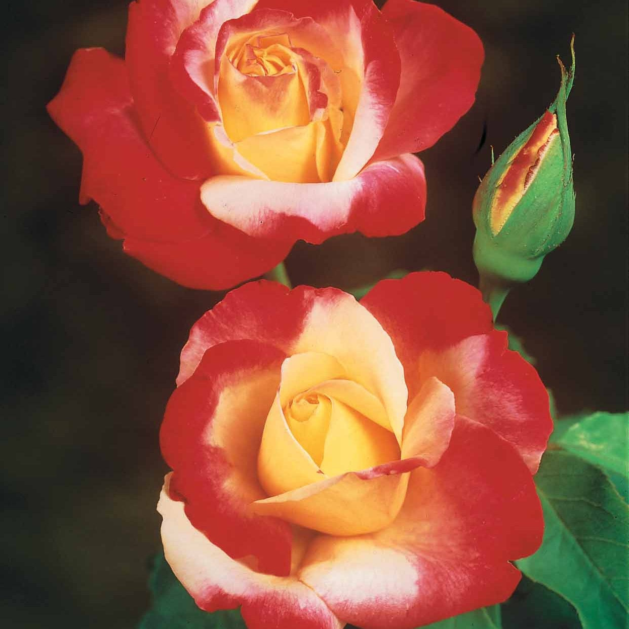 Bakker Rosiers Osiria Famosa Double Delight 3 mottes parfumé