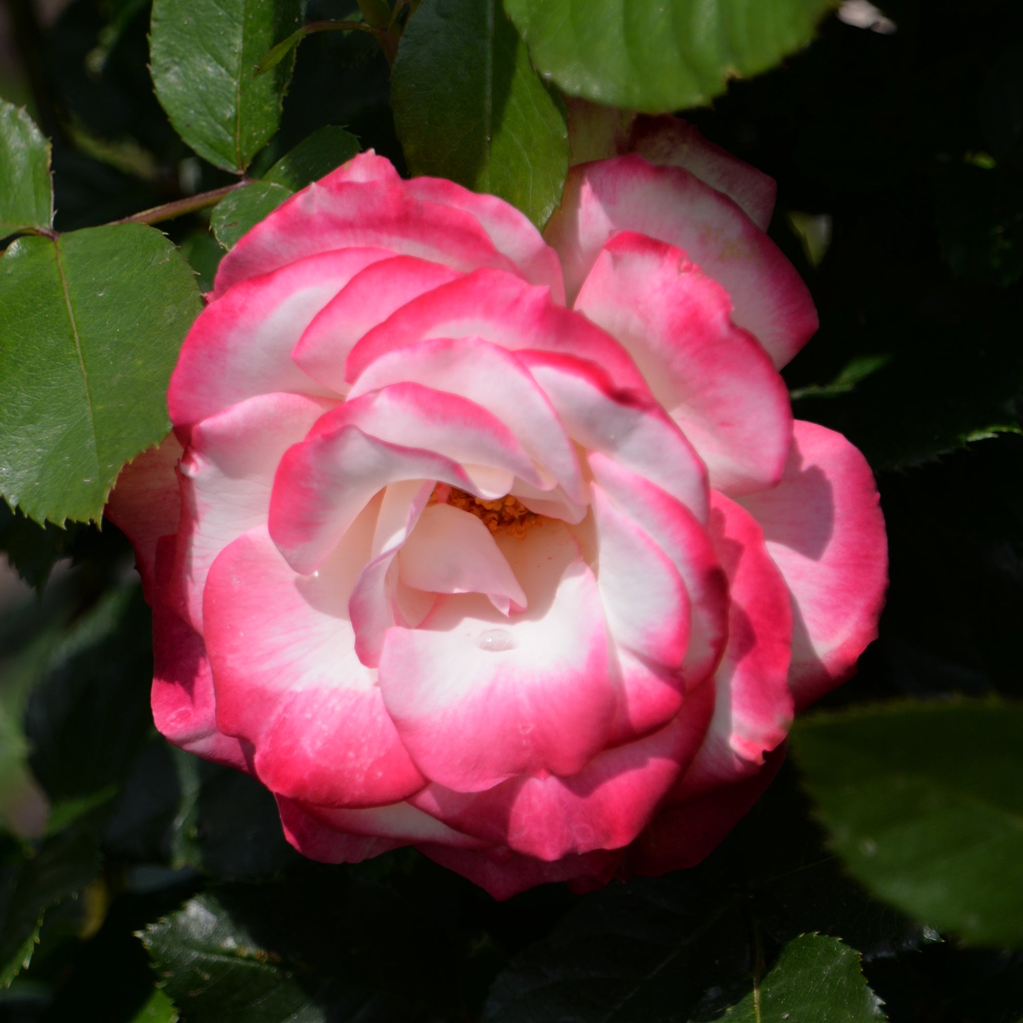 Bakker Double Delight rosier buisson motte 3+ branches parfumé