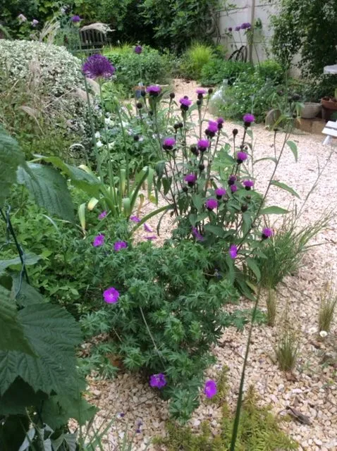 Centaurea Caramia plante vivace godet fleurs rose violacé