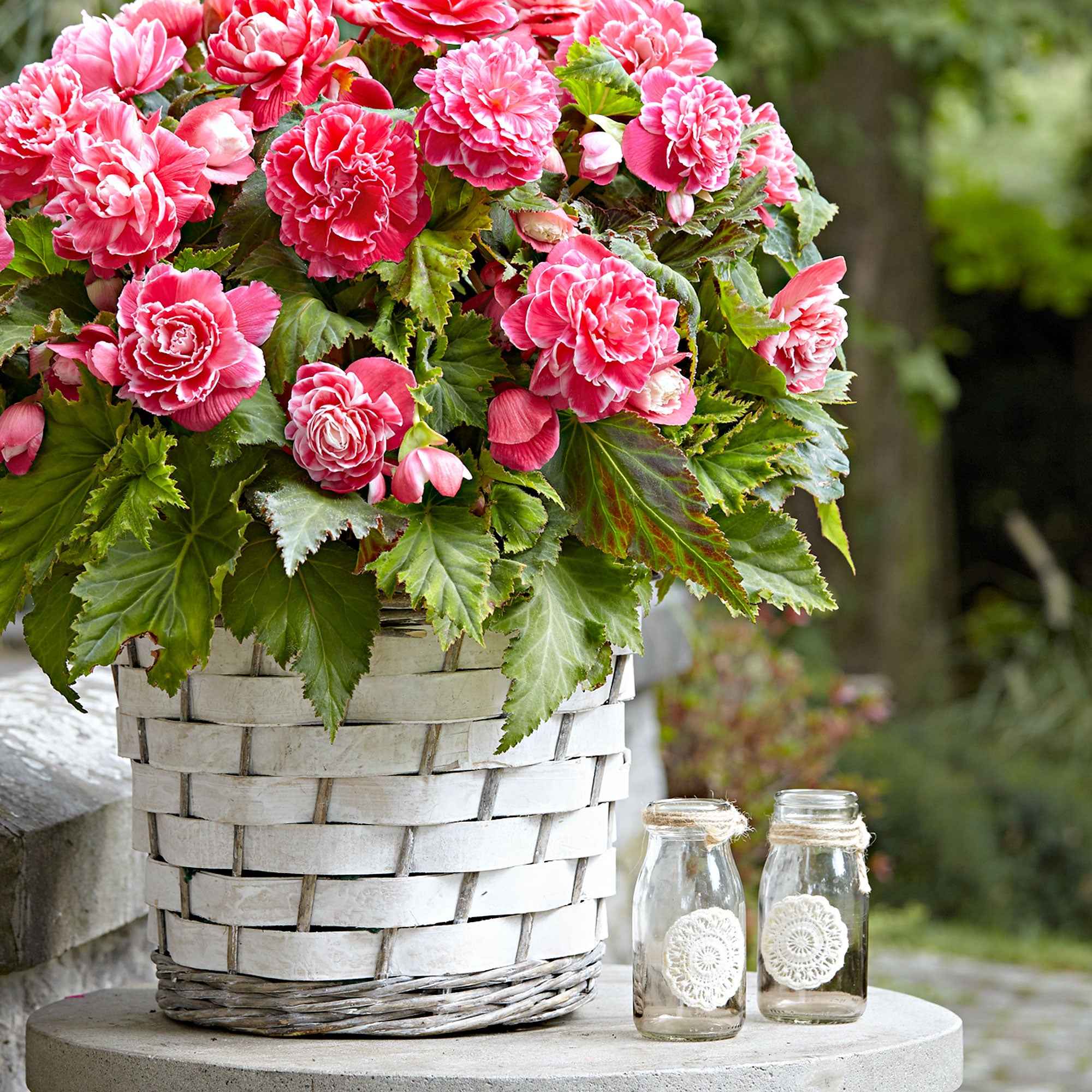 Bakker Begonia Camelia bulbe sachet 5 fuchsia