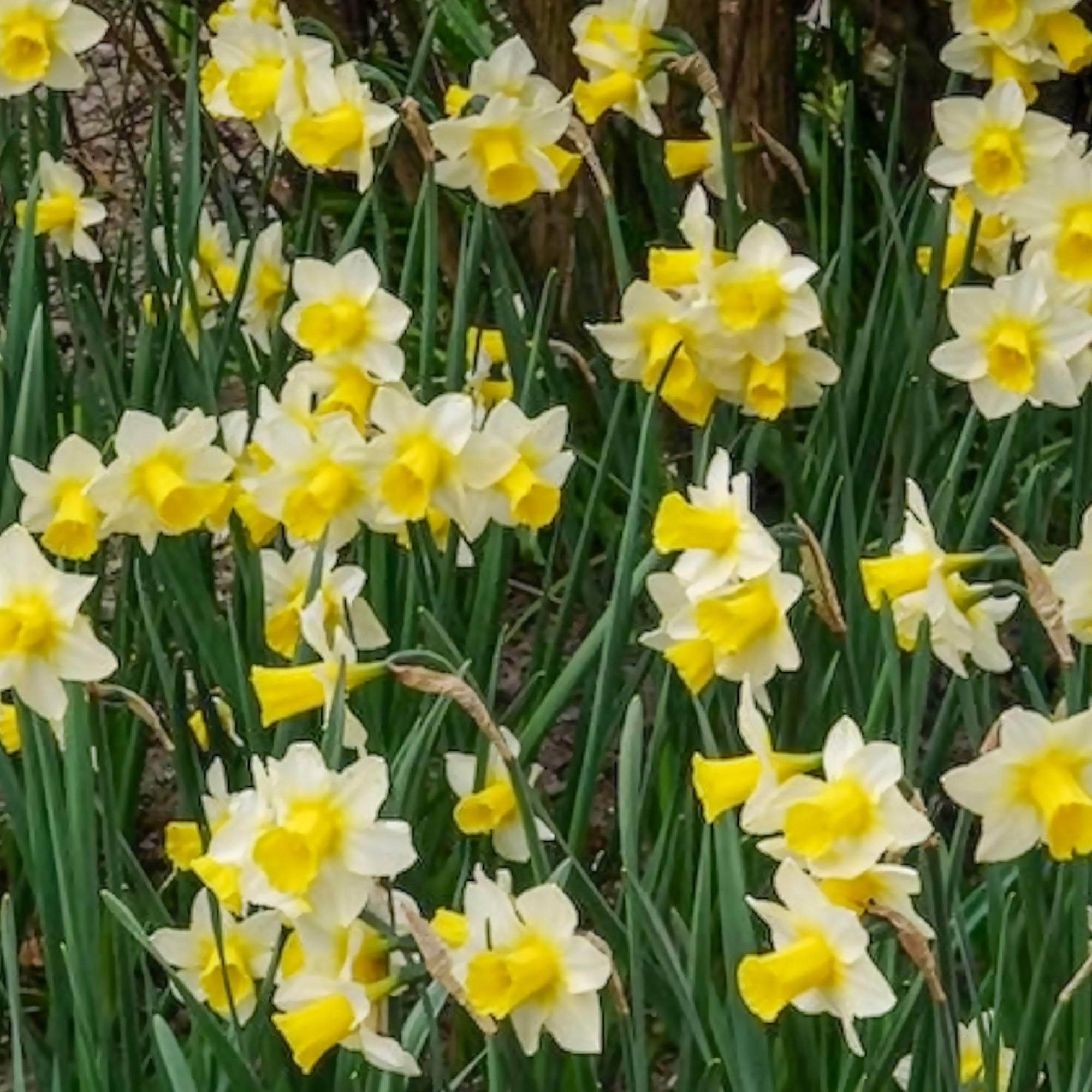 Bakker Narcisses Golden Echo bulbes 7 pièces blanc jaune