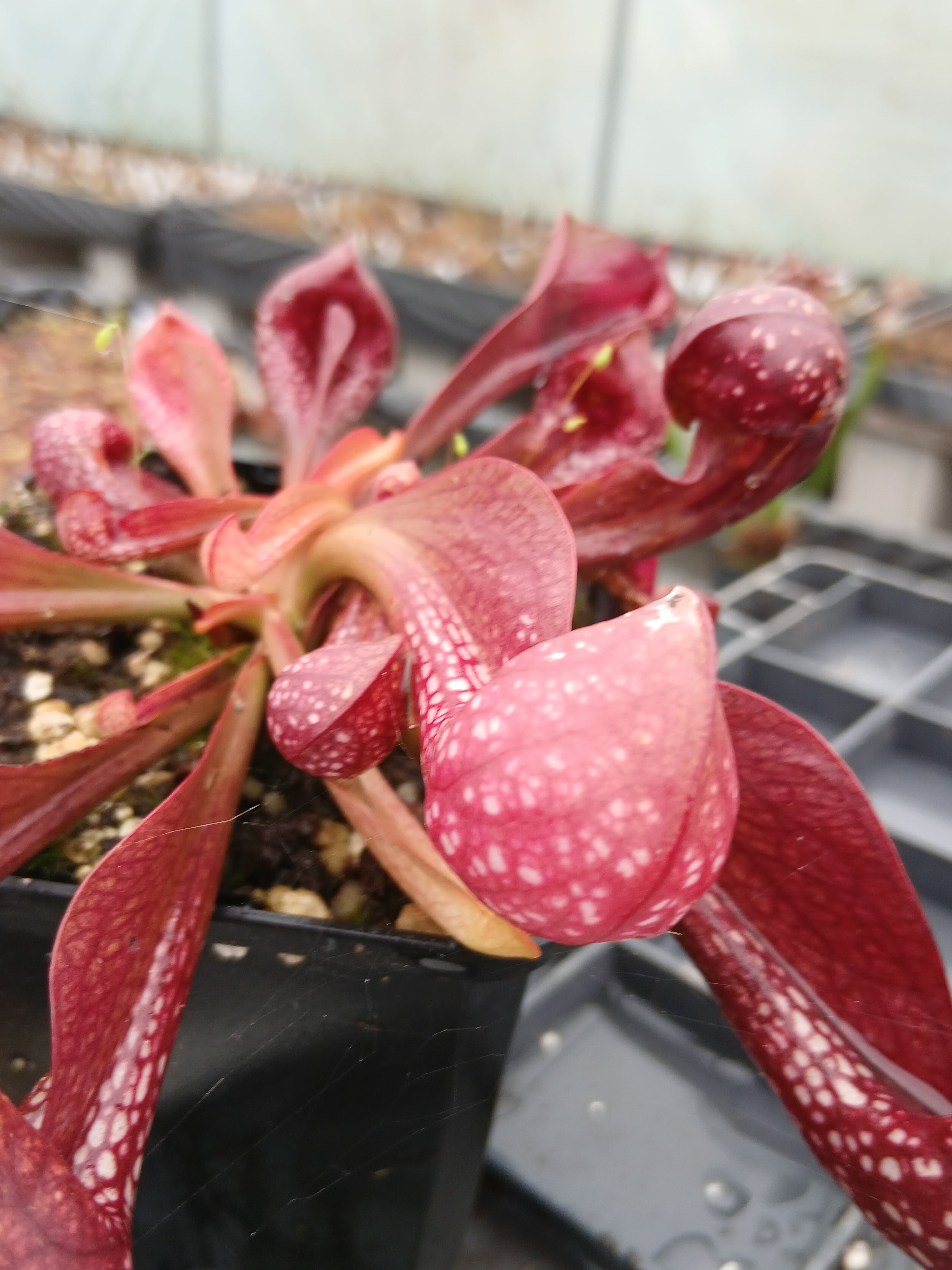 Carniflore Sarracenia psittacina okefenokeensis 1 point