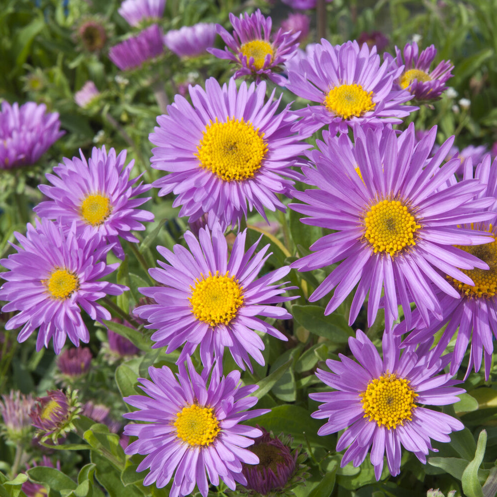 Bakker Aster Alpes Happy End vivace pot 9cm violette