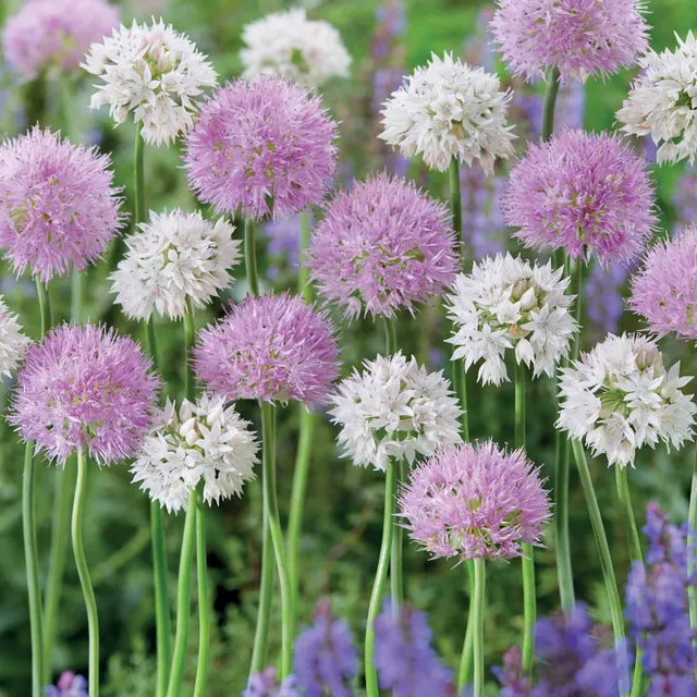 Bakker Bulbes Alliums Rosy Dream bulbes sachet 10 rose 6cm+