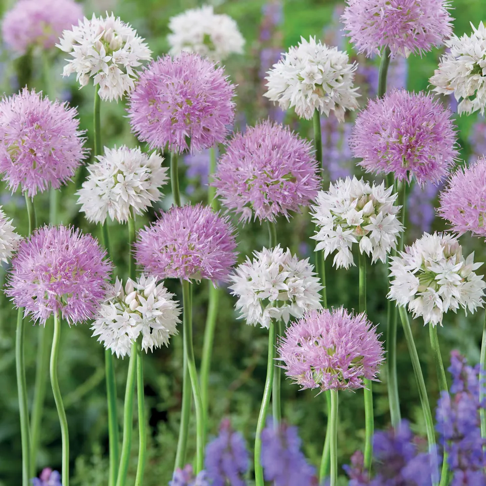 Bakker Bulbes Alliums Rosy Dream bulbes sachet 10 rose 6cm+