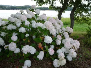 Les Hortensias du Haut Bois Thomas Hogg hortensia boule blanche