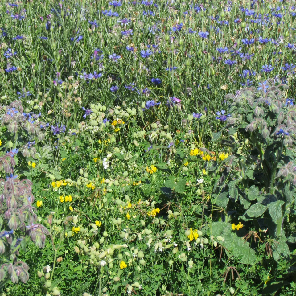 Bakker Mélange Tout-Terrain fleurs 20g pour 15m²