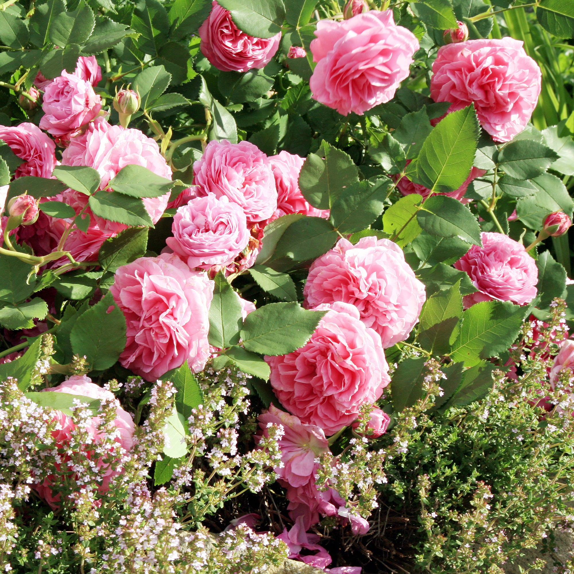 Bakker Louise Odier rosier bourbon pot 4L rose