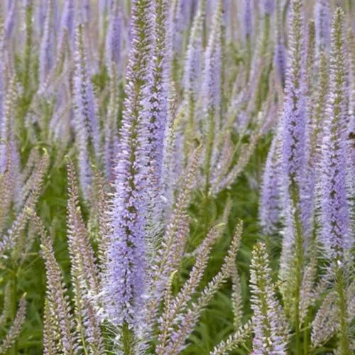 Bakker Plantes vivaces Véronique Lavendelturm plante pot Ø9cm