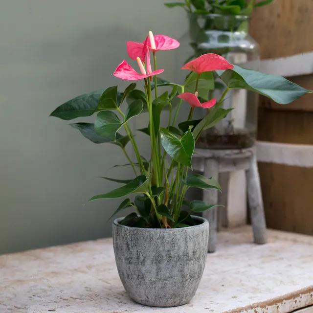 Bakker Anthurium rose Sweet Dream plante intérieur pot 12cm