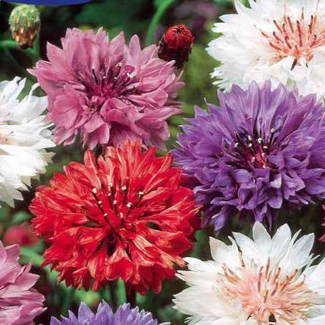 Bakker Centaurée double sachet 1g fleurs à couper