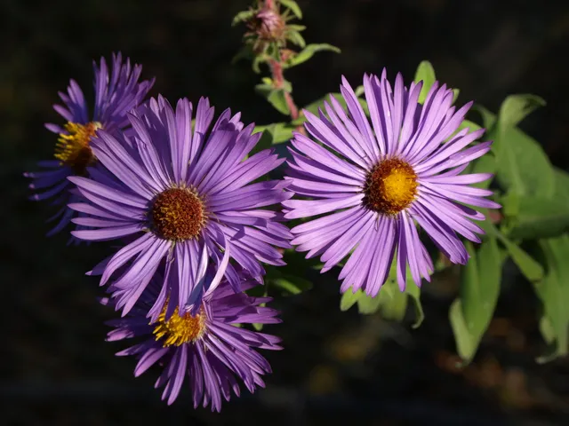 Passion Vivaces ASTER novae-angliae Treasure aster godet bleu