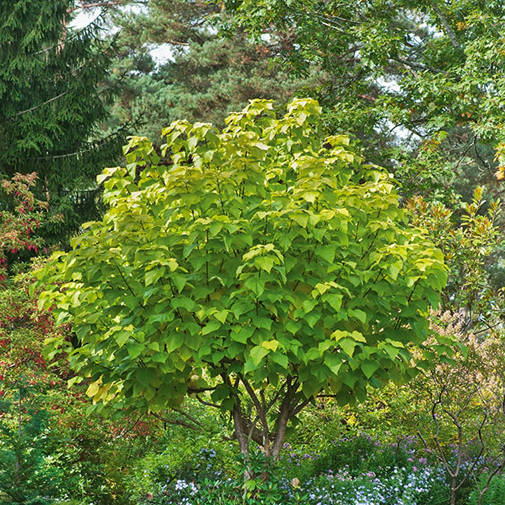 Bakker Catalpa commun Aurea arbre pot 2L 30-40cm feuillage doré