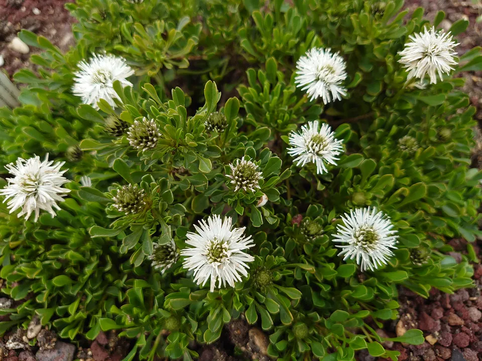 Passion Vivaces Globularia cordifolia Alba couvre-sol pot 1L blanc