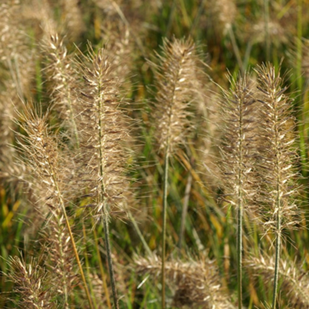 Bakker Pennisetum Little Bunny graminée naine beige pot 8cm