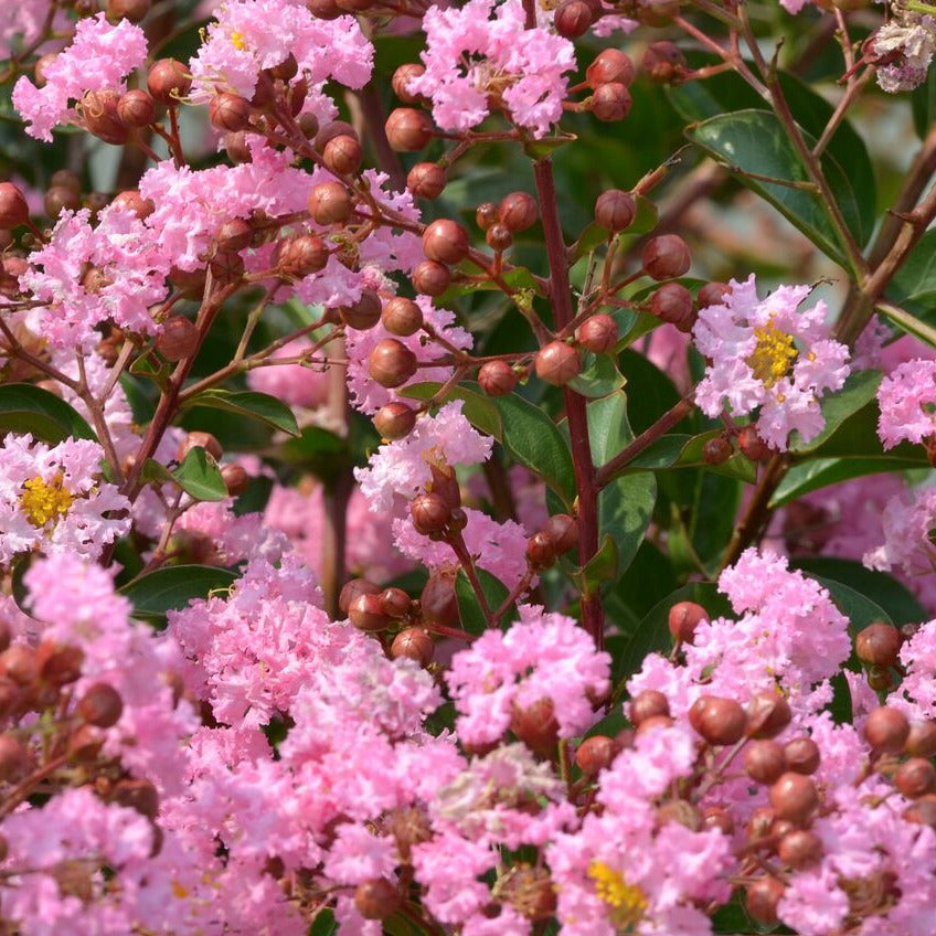 Bakker Lilas des Indes Eveline arbuste rose pot 1.5L floraison été