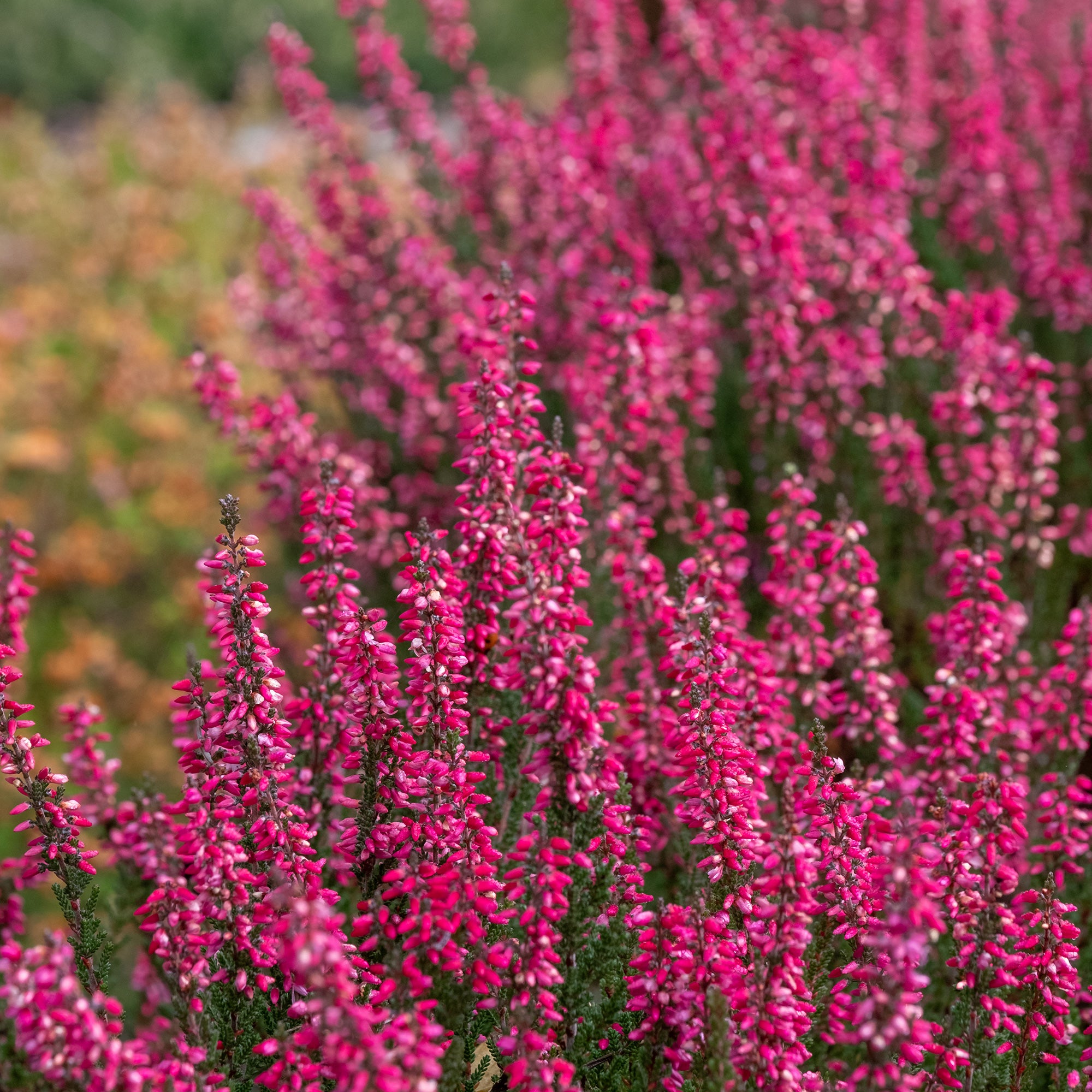 Bakker 3 Bruyères d'été rouges pots 8cm couvre-sol