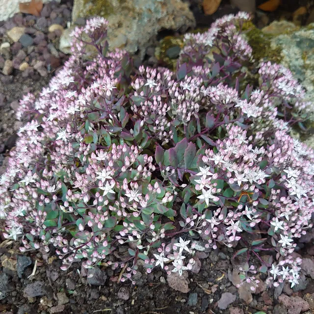 Passion Vivaces Sedum tatarinowii plante pot 1 litre rose