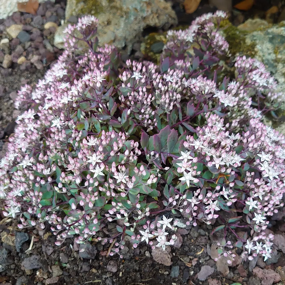 Passion Vivaces Sedum tatarinowii plante pot 1 litre rose