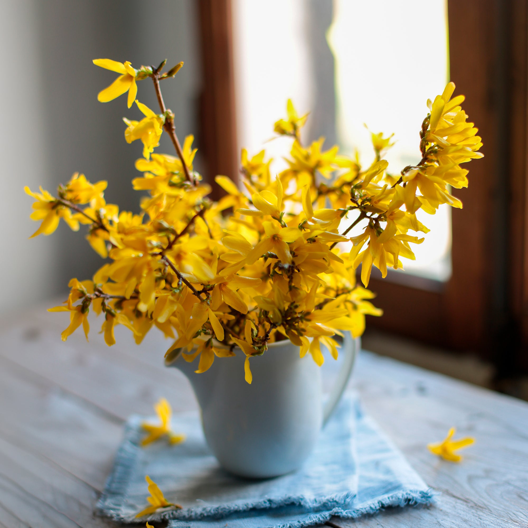 Bakker Marée d'Or forsythia jaune pot 3L 30-40cm