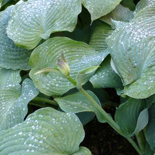 Bakker Hosta Blue Angel funkia bleu pot Ø9cm