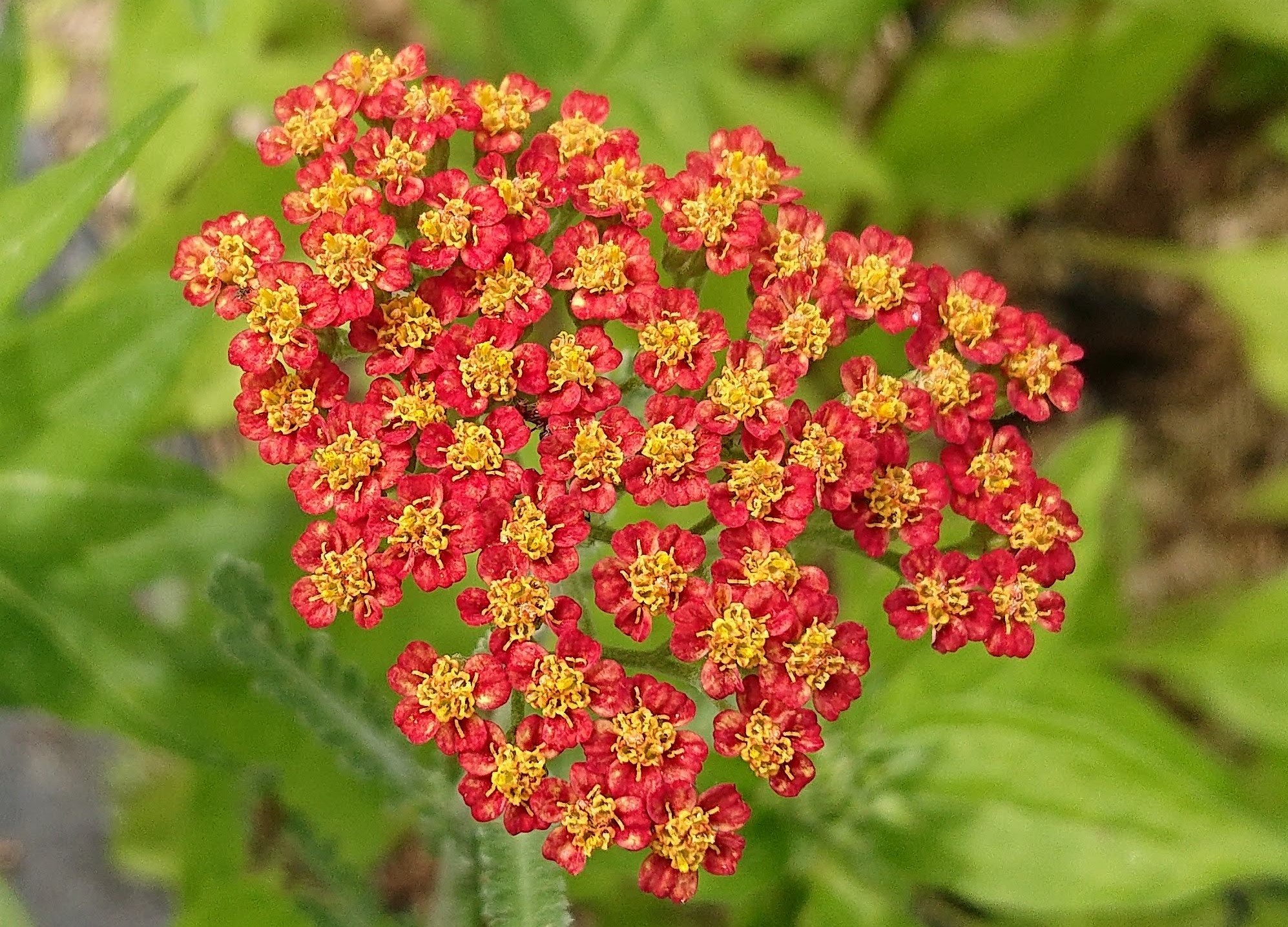 Passion Vivaces Achillea Feuerland plante vivace achillée rouge