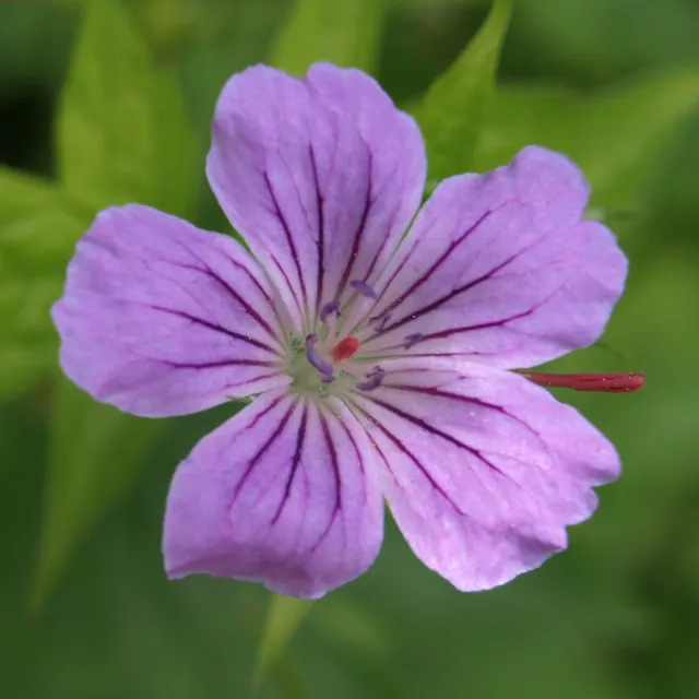 Passion Vivaces GERANIUM nodosum géranium godet rose mauve ombre