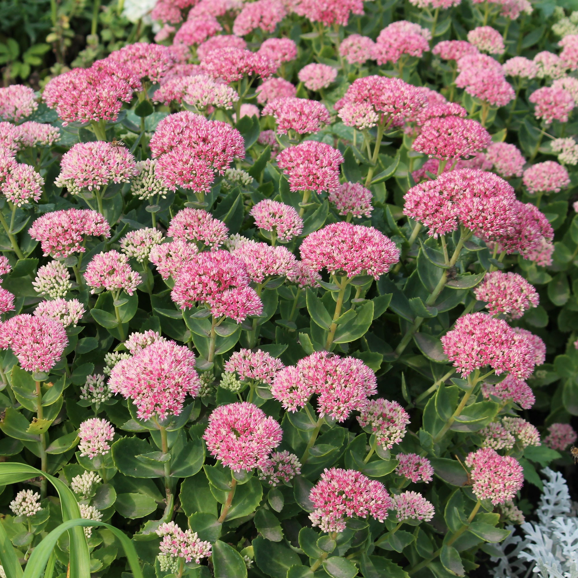 Bakker Sedum spectabile Orpin d'automne vivace rose pot 9cm