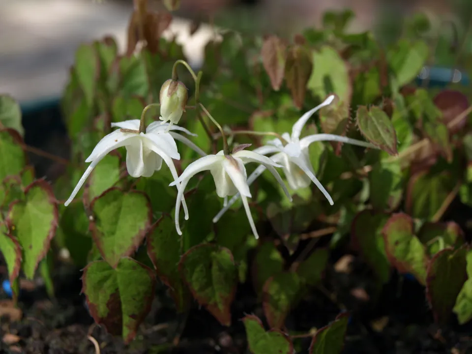 Passion Vivaces Epimedium Creeping Yellow vivace pot 1 L blanc