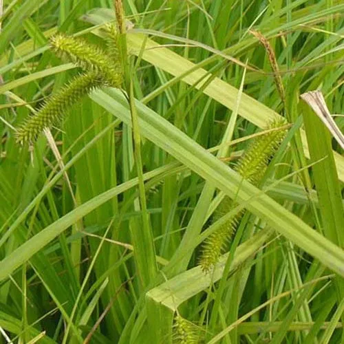 Bakker Carex pseudocyperus laîche faux-souchet pot 9cm berge