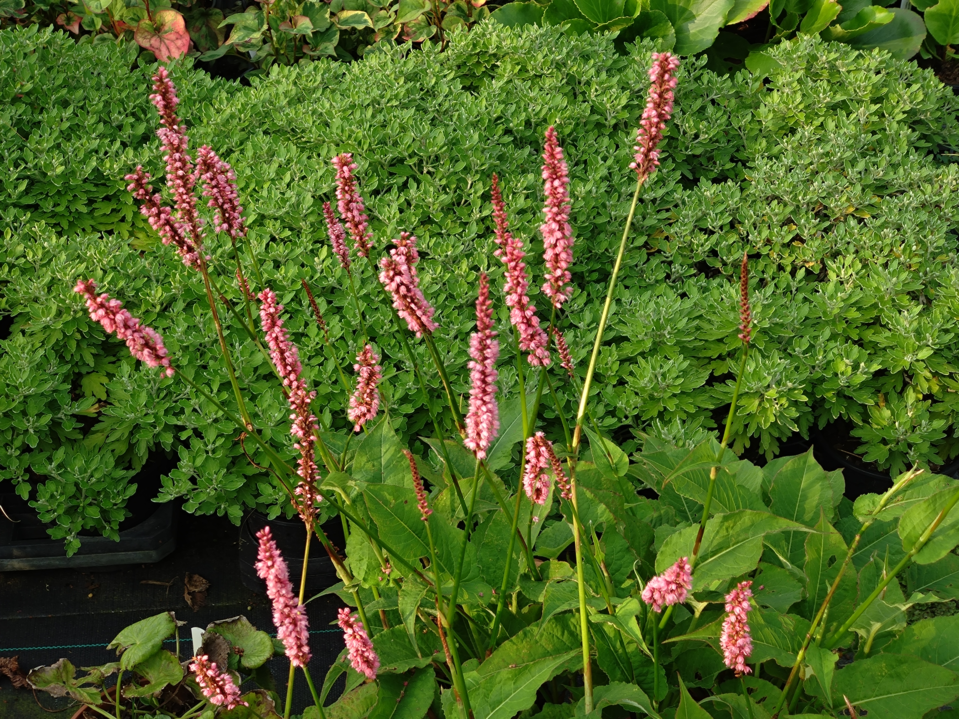 Passion Vivaces Persicaria amplexicaulis Betty Brandt plante rose godet
