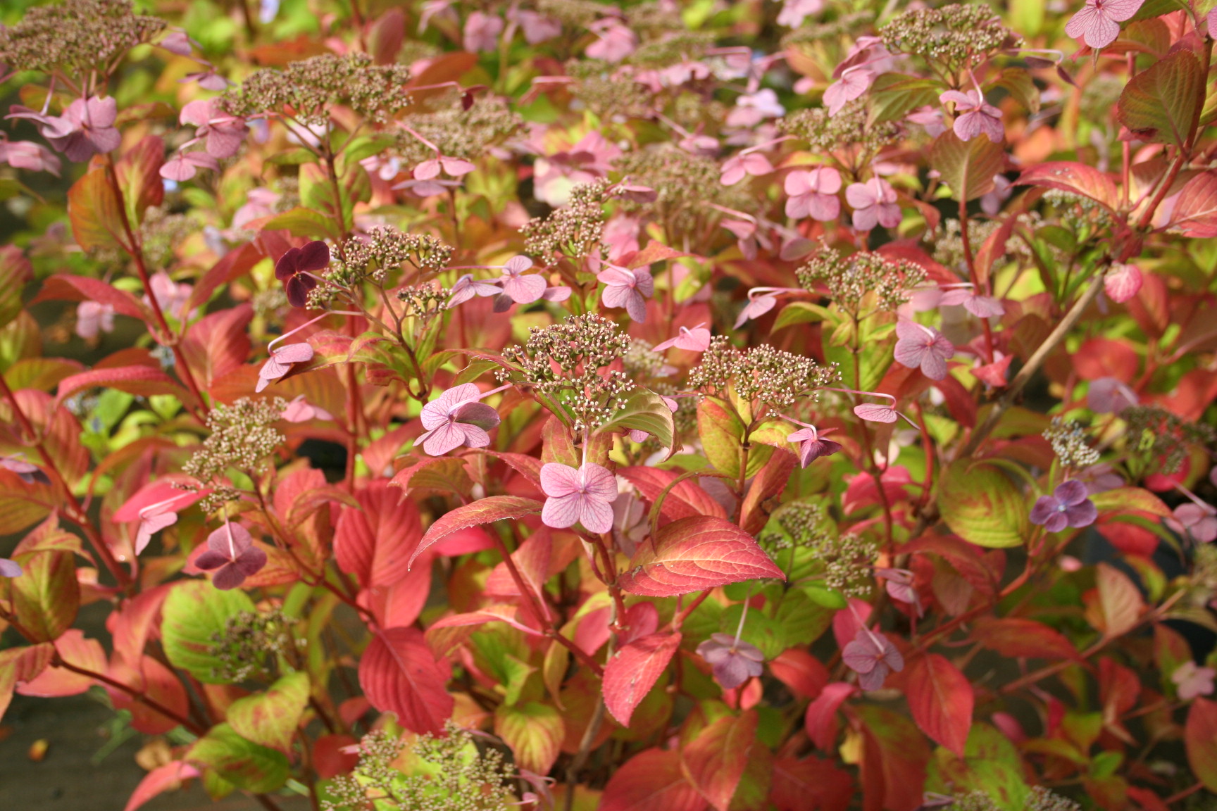 Les Hortensias du Haut Bois Santiago hortensia fleurs plates godet