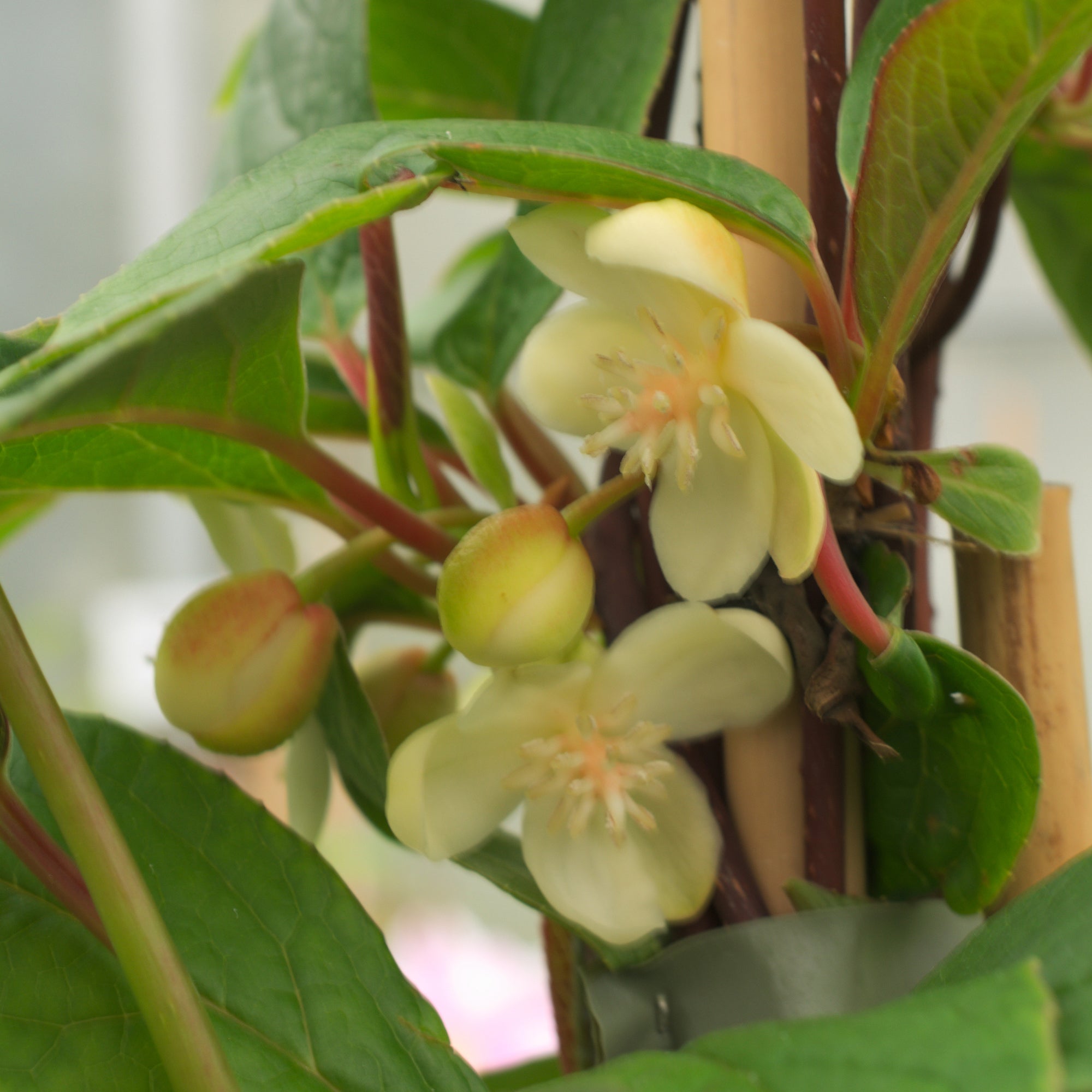 Bakker Magnolia grimpant Schisandra plante grimpante pot 1,5L rose