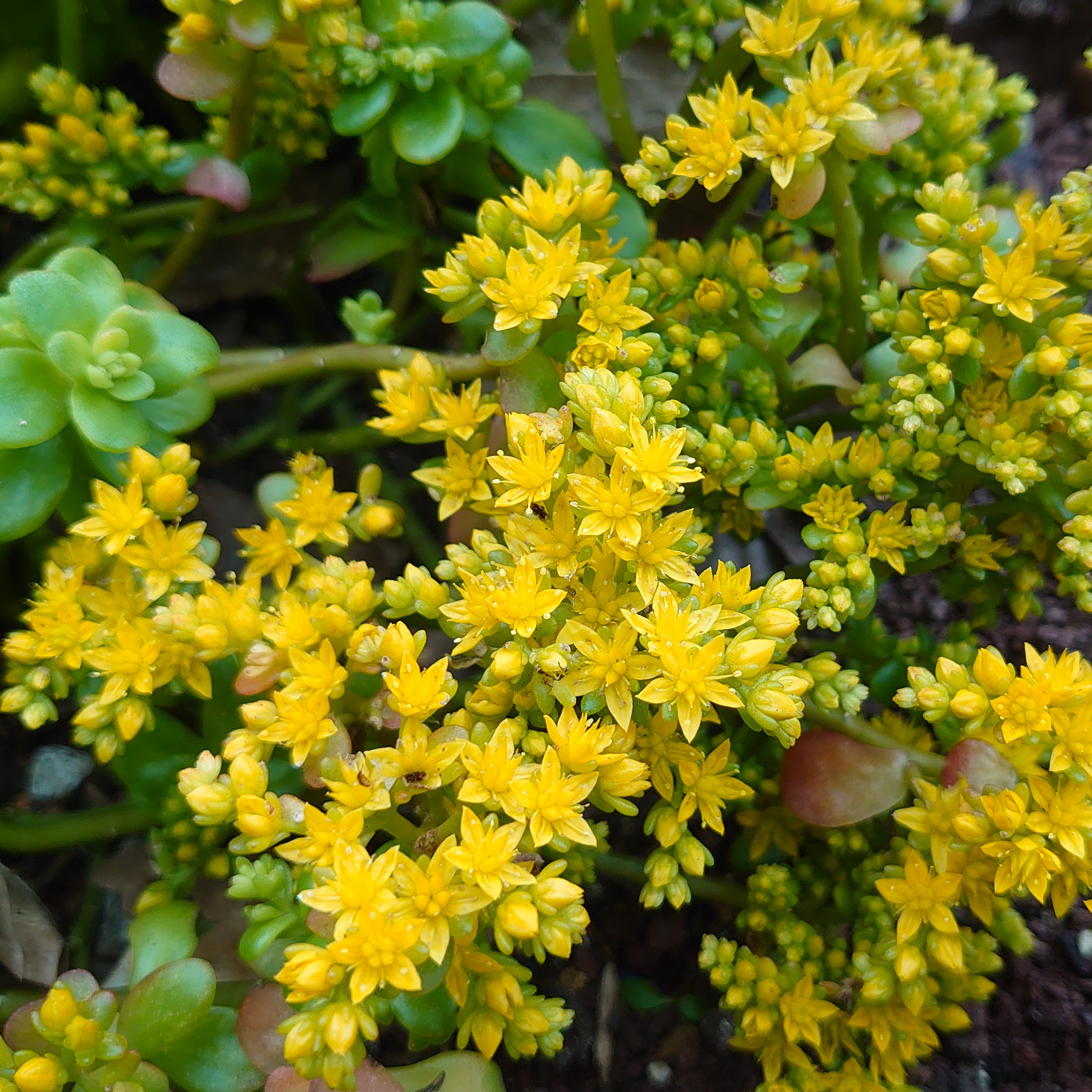 Passion Vivaces Sedum Confusum plante grasse pot 1L jaune