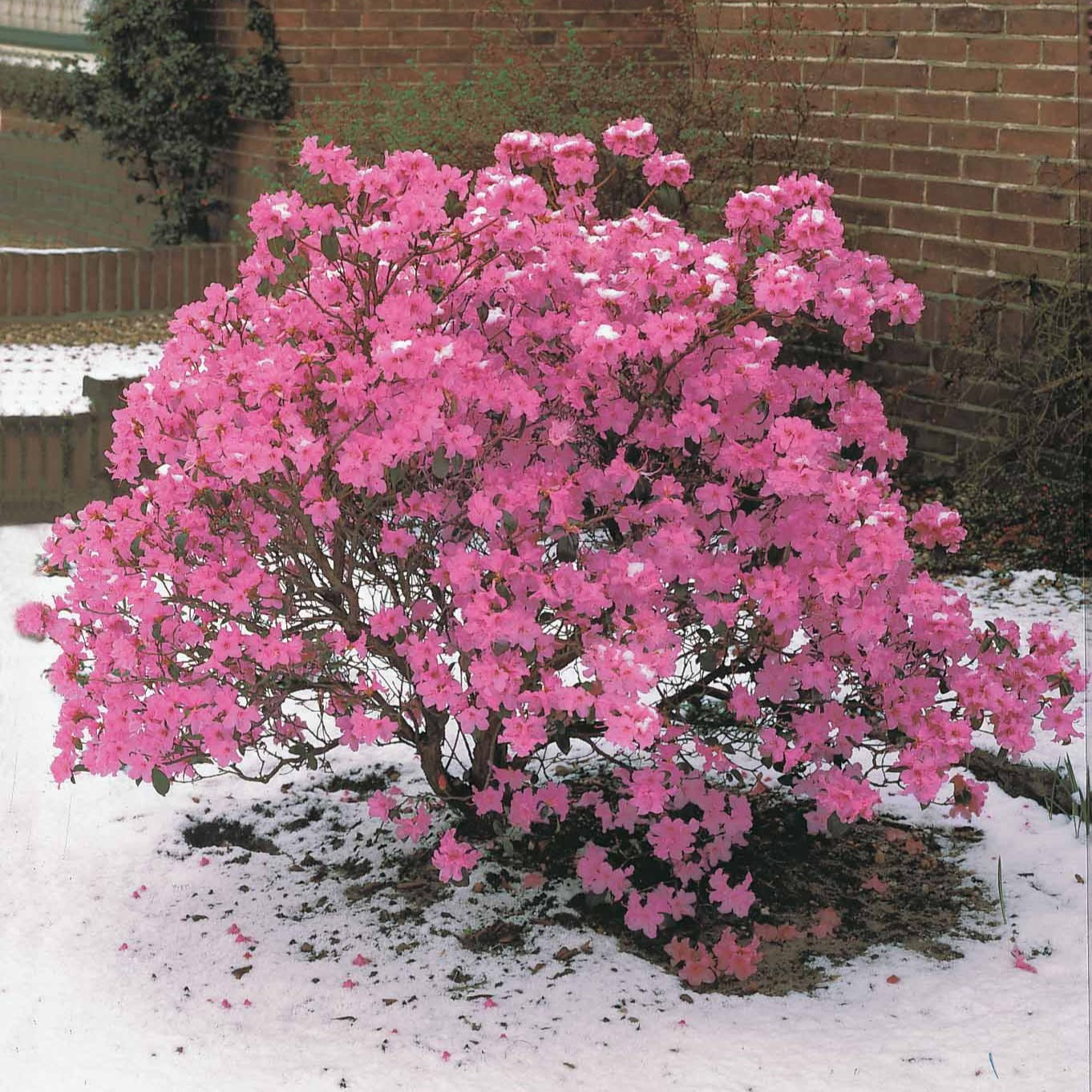 Bakker Arbustes Rhododendron précoce arbuste pot 12cm rose