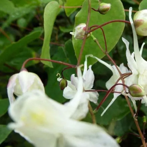 Bakker Vivaces Epimedium grandes fleurs pot 8cm violet ombre
