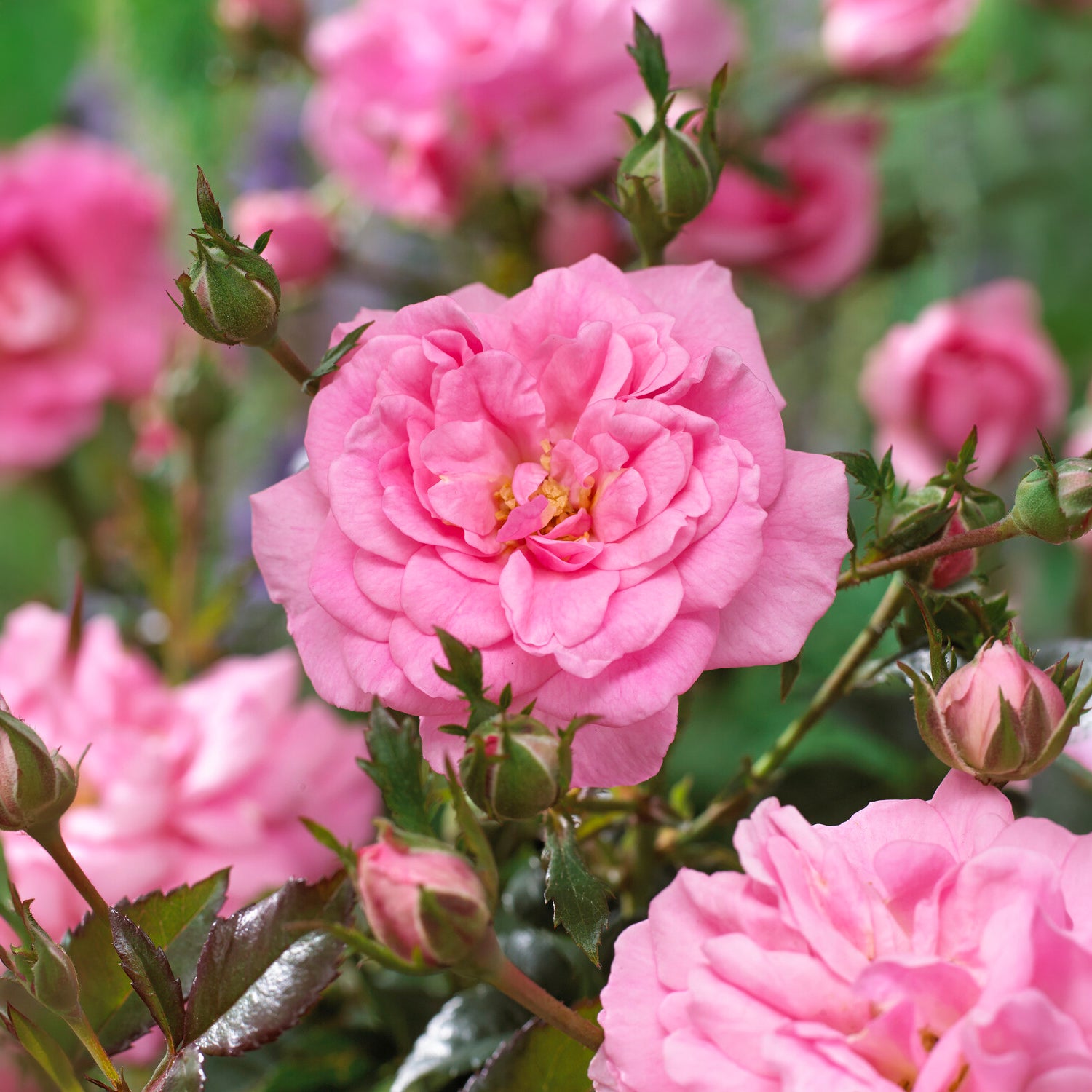 Bakker Mirato rosier couvre-sol pot 3L rose 15-40 cm