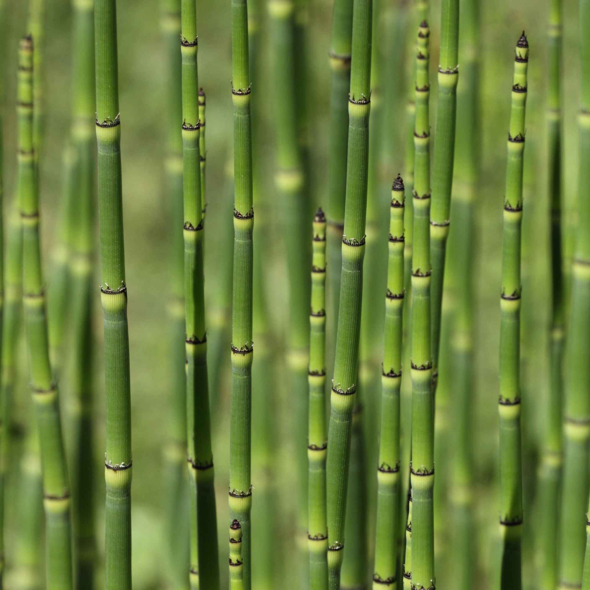 Bakker Prêle du Japon plante de bassin pot Ø9cm verte