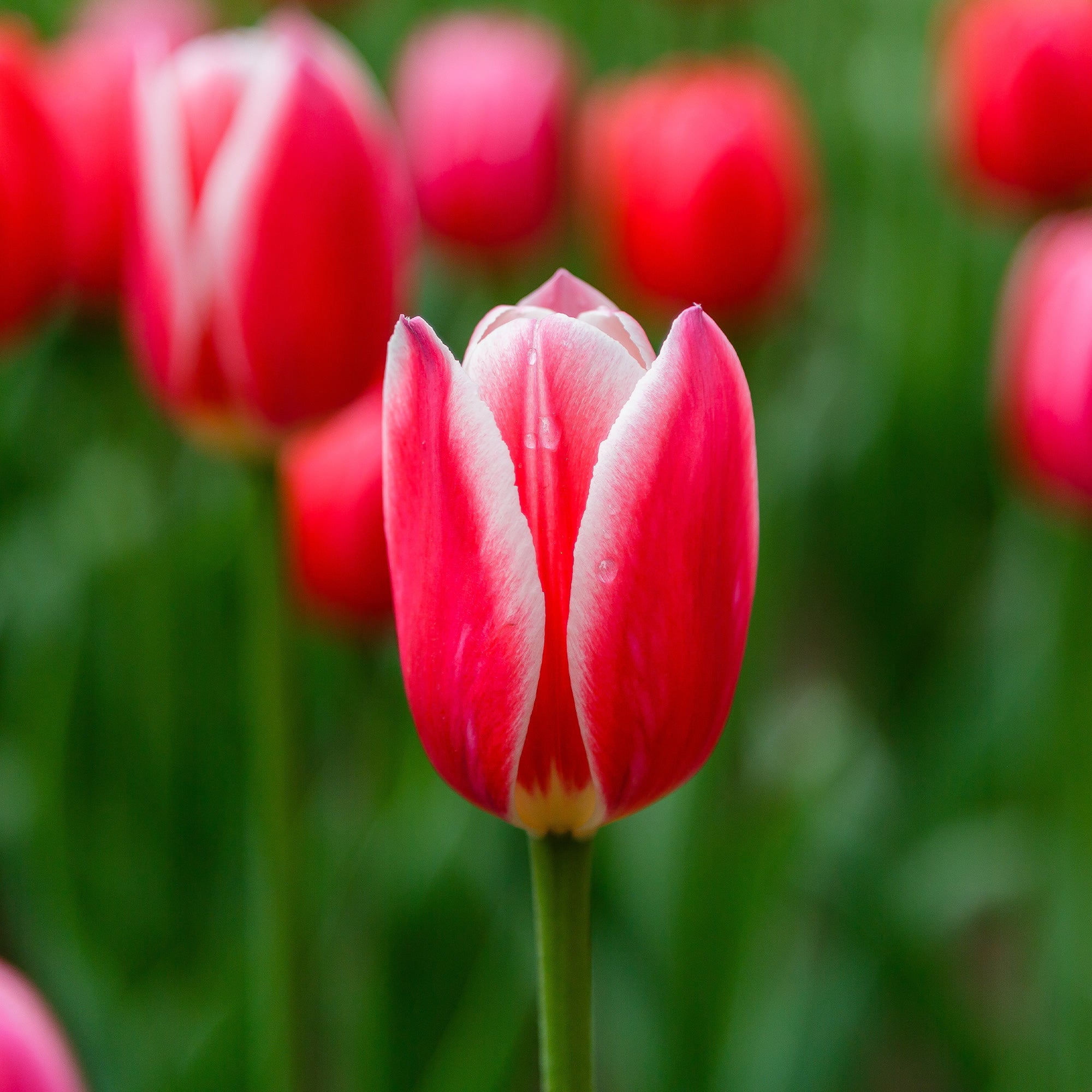 Bakker Candy Apple Delight tulipes Darwin 8 bulbes roses