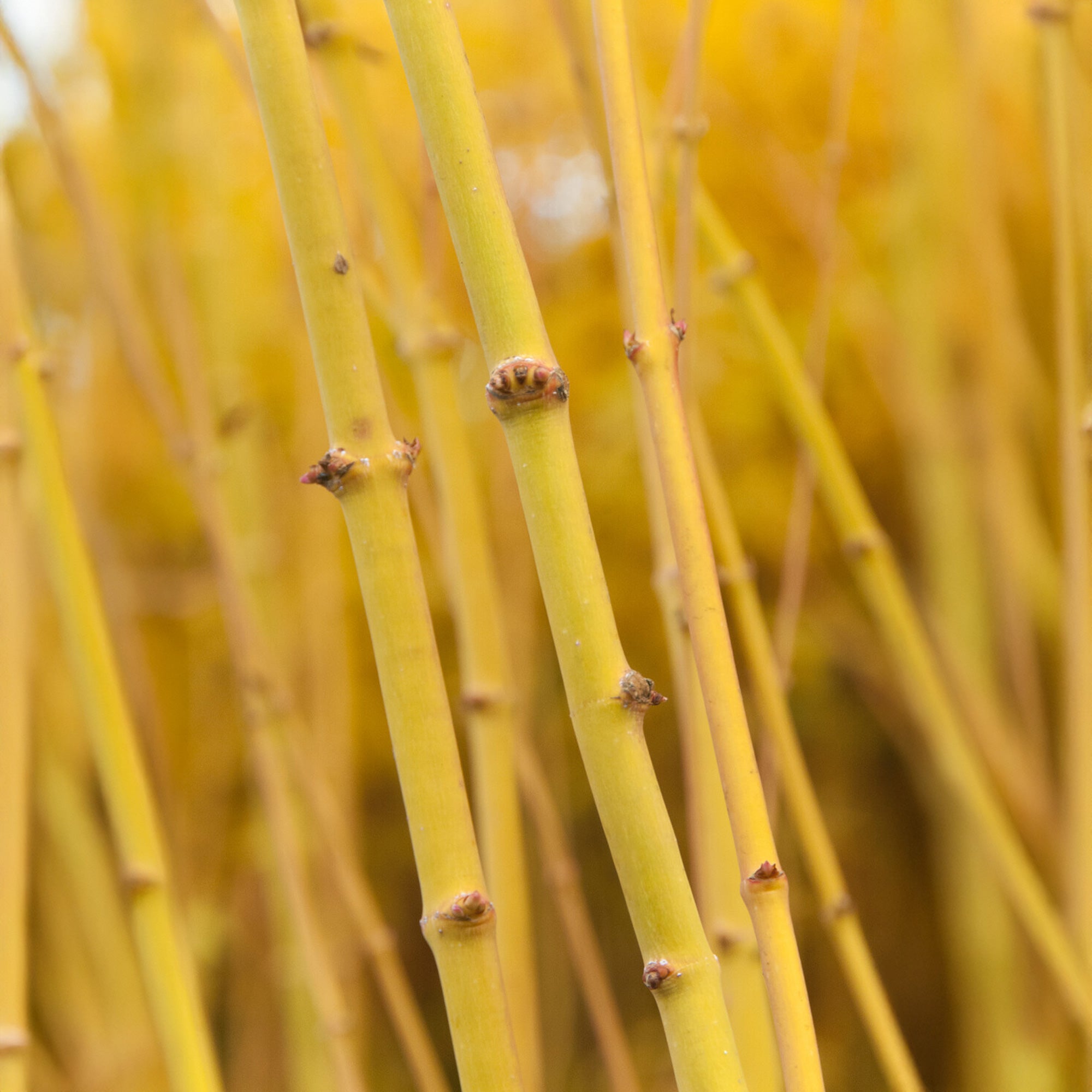 Bakker Érable Japon Bi Hoo arbuste pot 3L écorce dorée