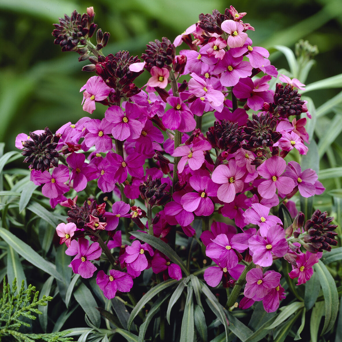 Bakker Giroflée Bowles Mauve vivace pot Ø9cm fleurs roses