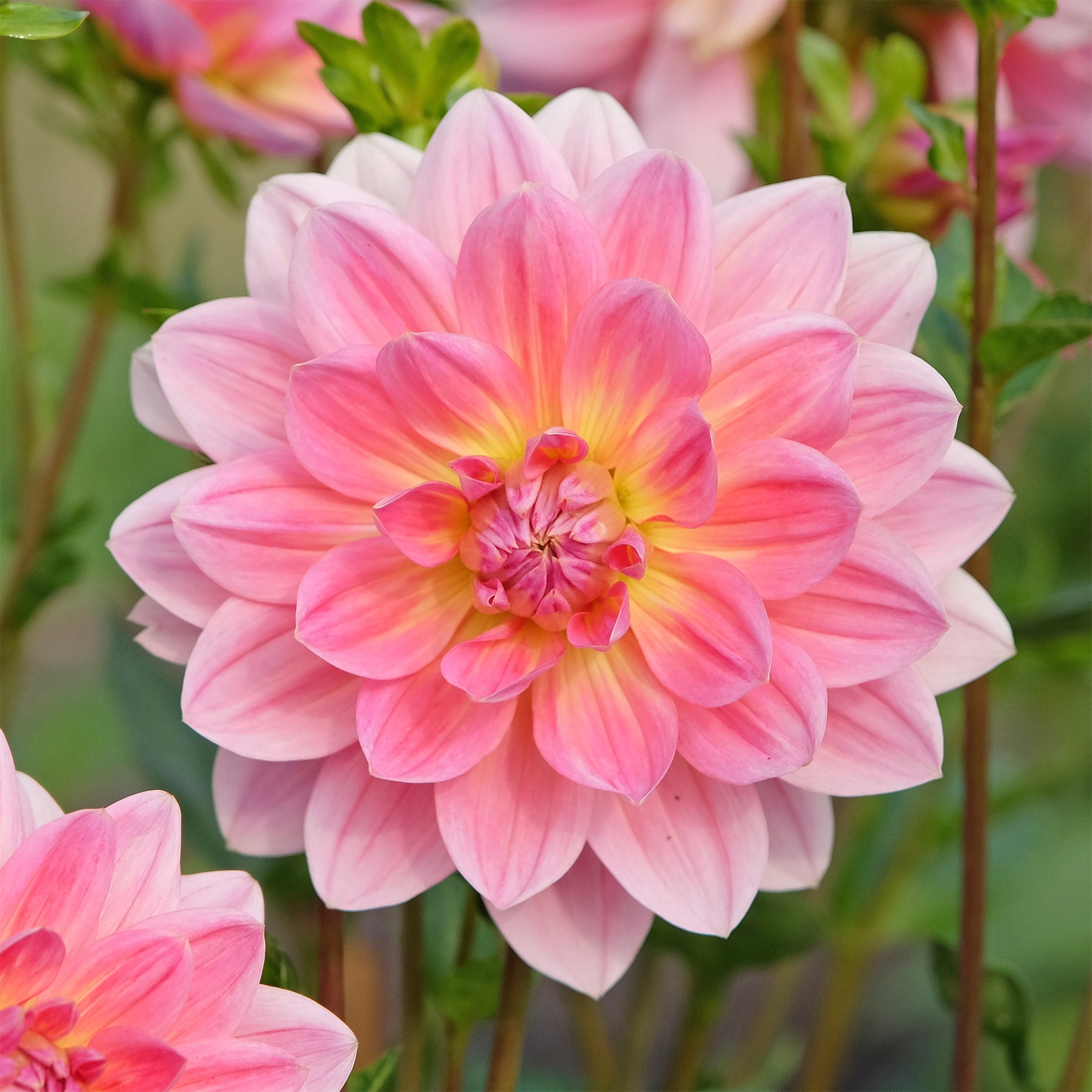 Bakker Dahlia Twiggy bulbe rose fleur à couper sachet 1