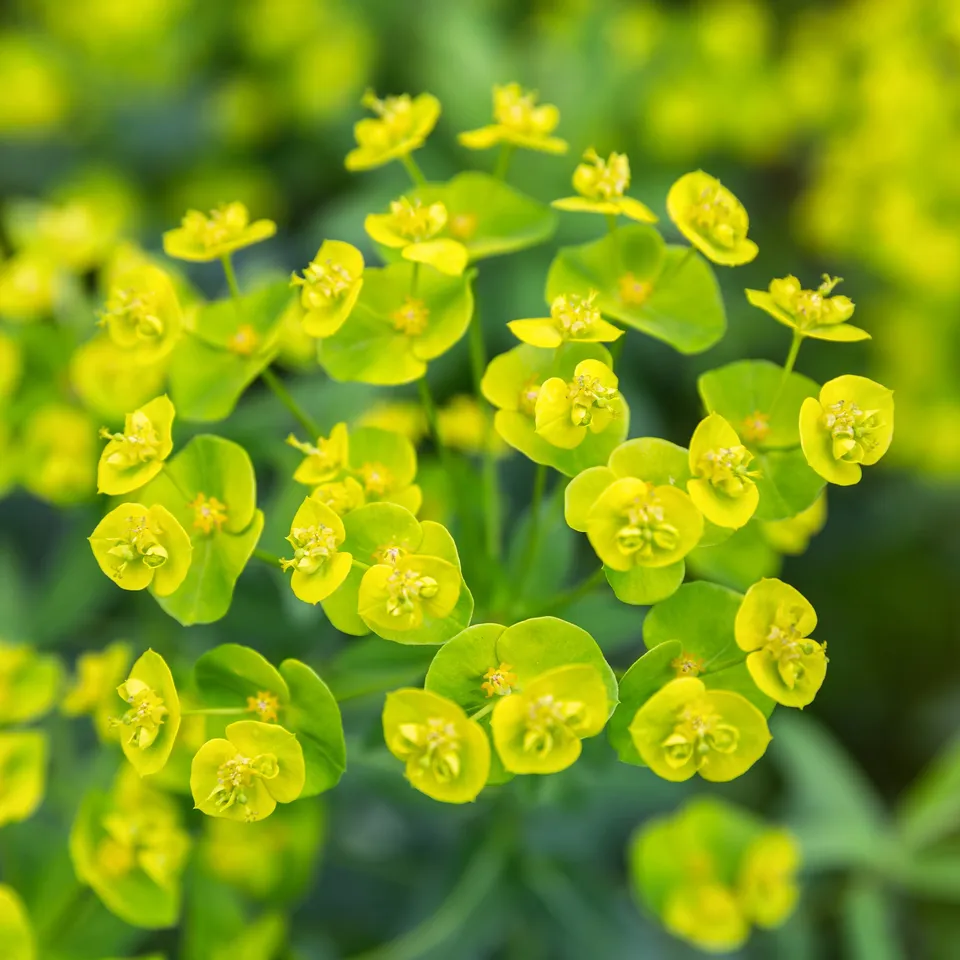 Bakker Plantes Euphorbe Waldstein Betten pot Ø 9cm jaune