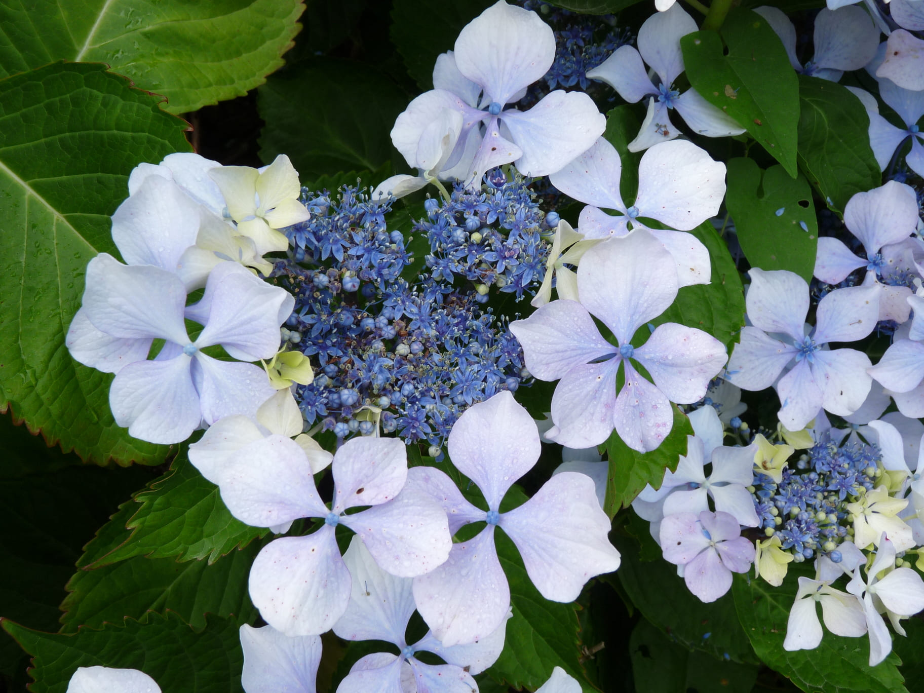 Les Hortensias du Haut Bois Beauté Vendômoise hortensia godet