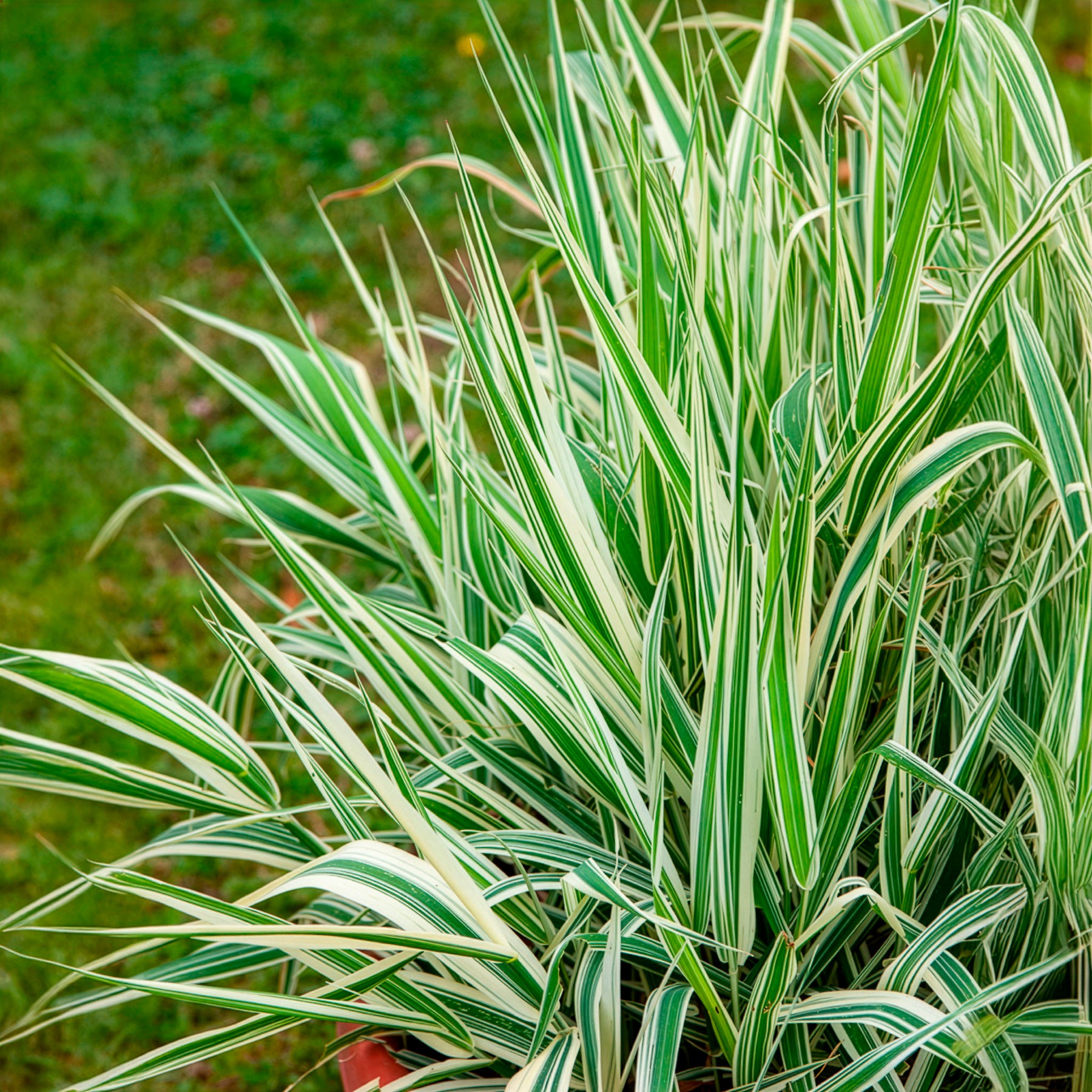 Bakker Phalaris Panaché Baldingère graminée pot 9cm berge